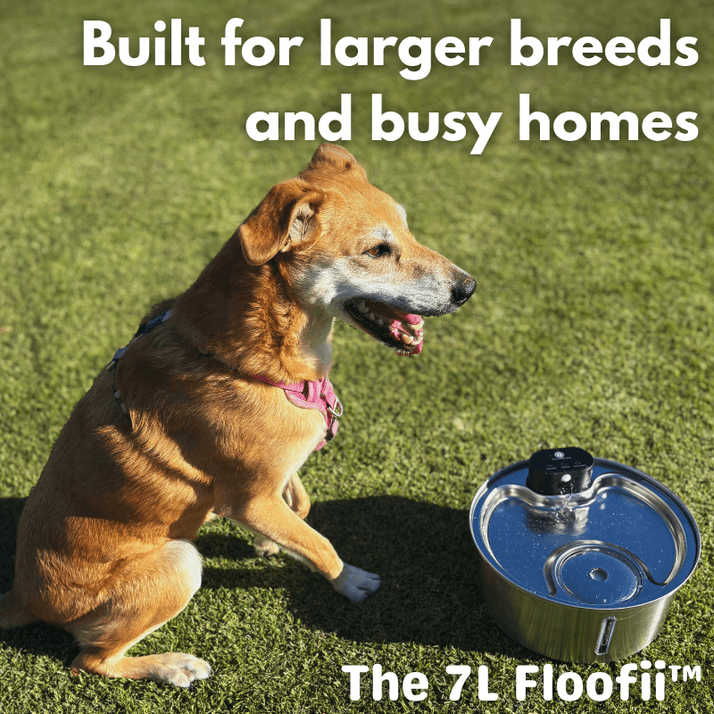 The Big Floofii™  + 6 Filters Free